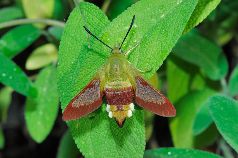 Hemaris fuciformis