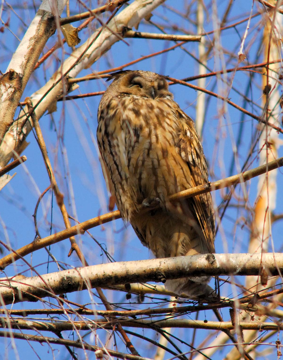 Roost gufi in pericolo ad Ostellato (Fe)