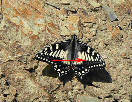 Papilio hospiton e machaon