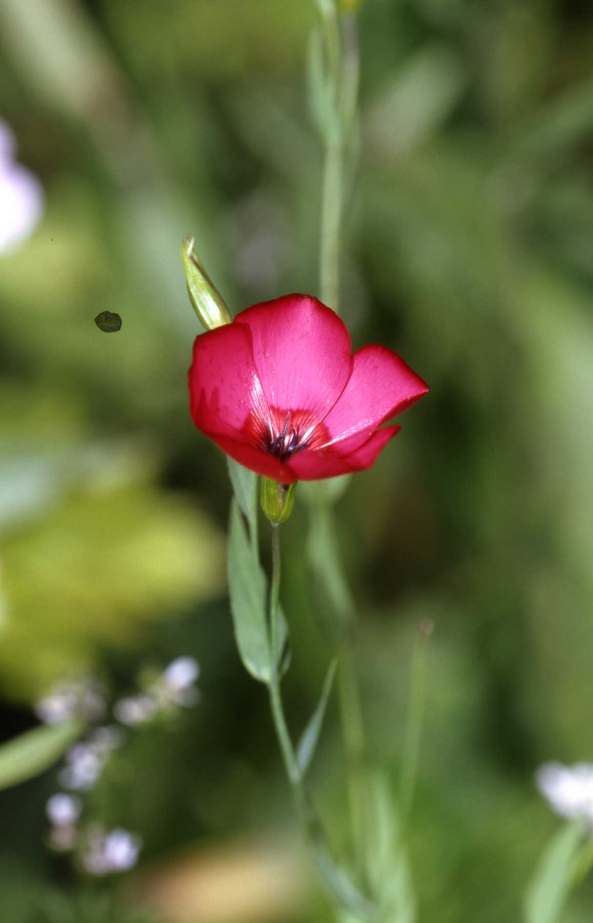 Linum grandiflorum