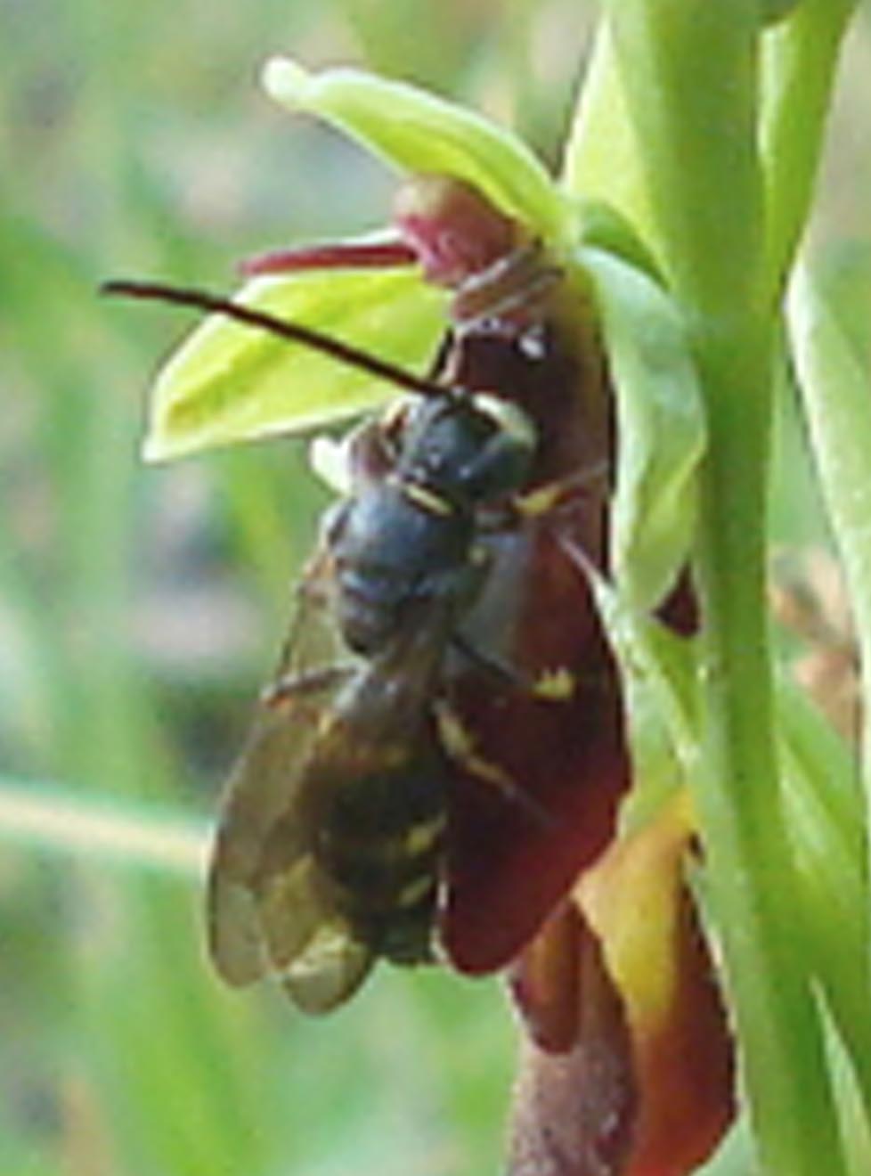 Argogorytes sp. (Crabronidae)