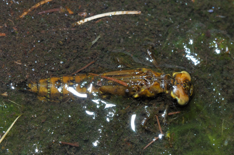 da determinare - Aeshna cyanea