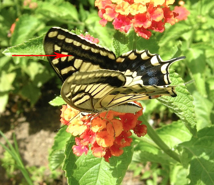 Papilio hospiton e machaon