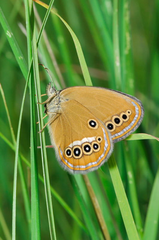 Coenonympha oedippus femmina