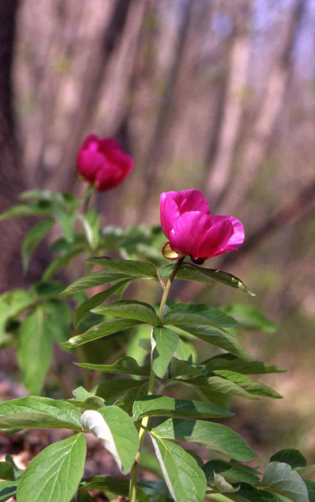 Paeonia officinalis subsp. officinalis / Peonia selvatica