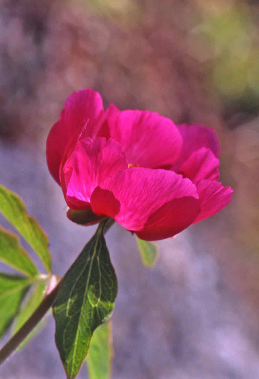 Paeonia officinalis subsp. officinalis / Peonia selvatica