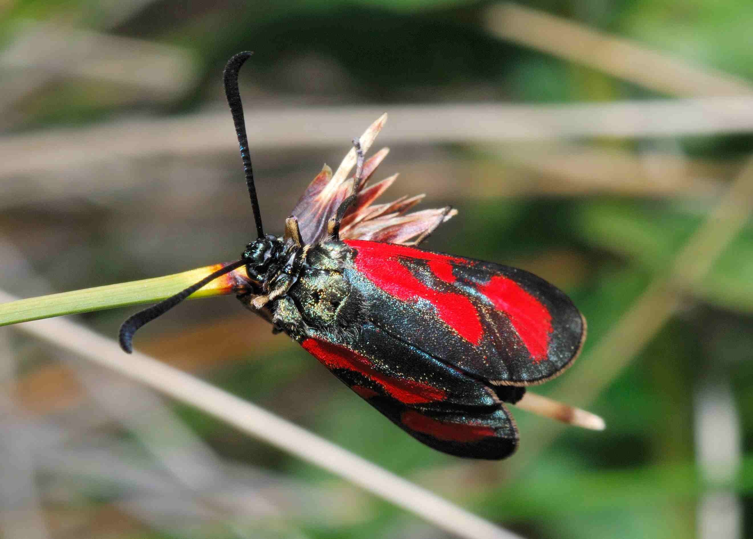 conferma Zygaena   sarpedon - Zygaena (Zygaena) loti