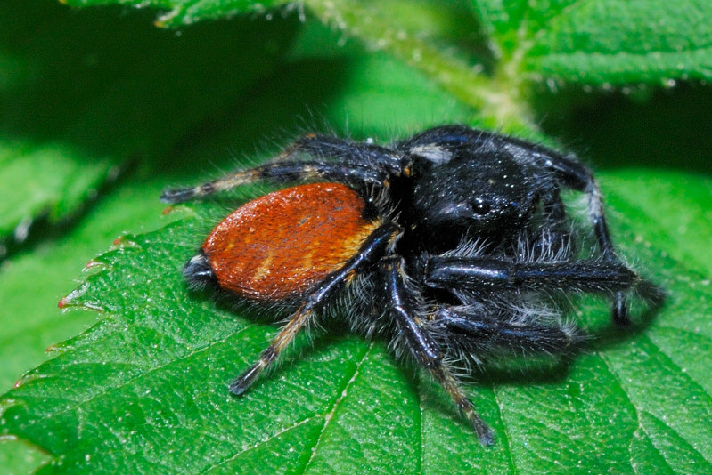 Carrhotus xanthogramma