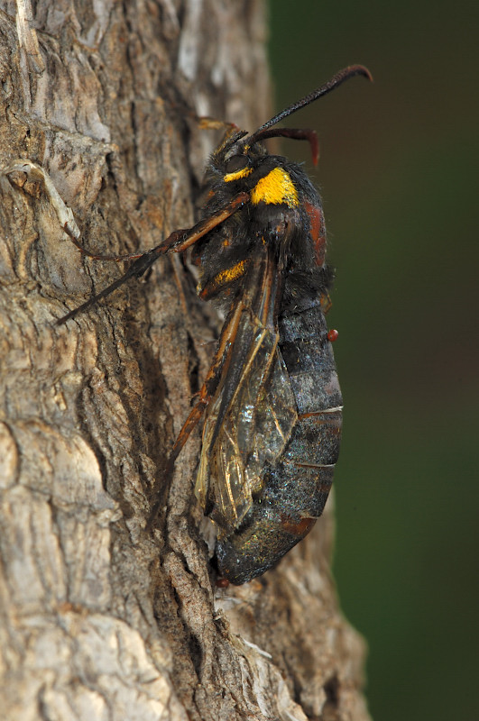 sesia apiformis