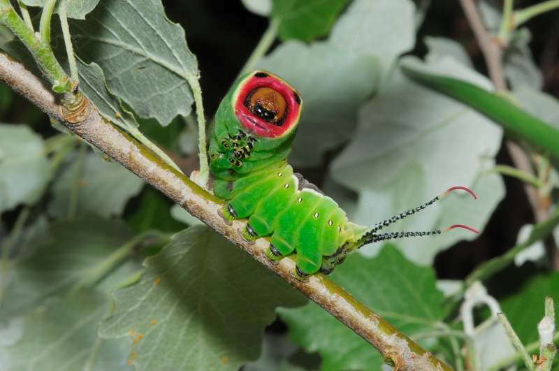 Larva Cerura vinula