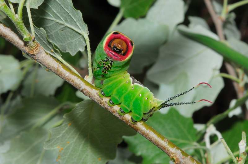 Larva Cerura vinula