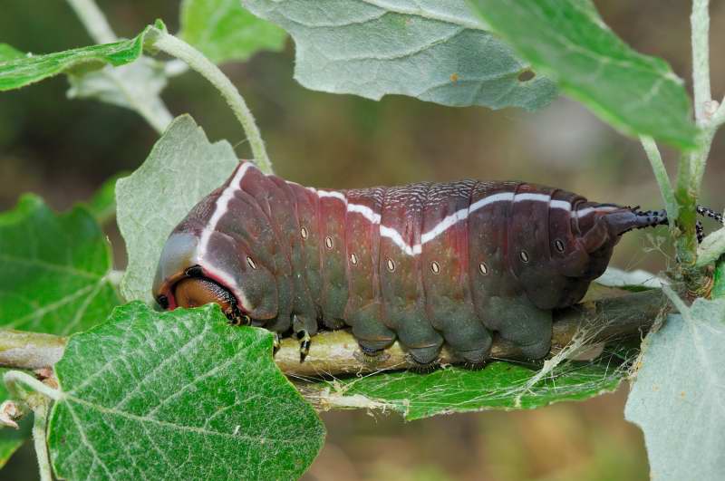 Larva Cerura vinula