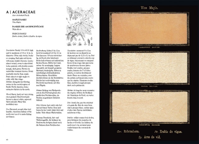 Classificazione del legno