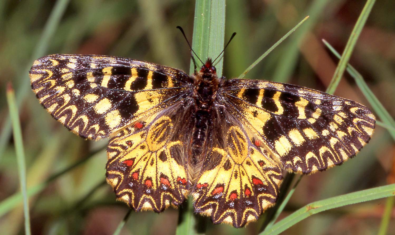 Zerynthia polyxena