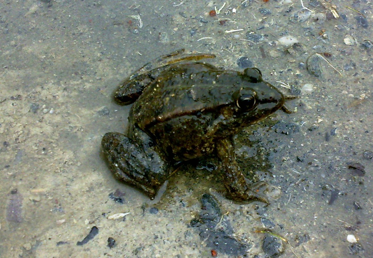 riconoscimento rospo - rana verde Pelophylax sp.