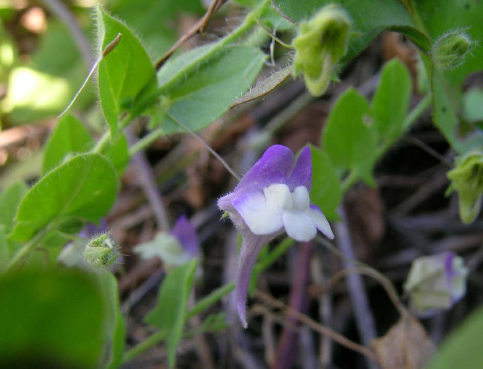 Kickxia commutata / Cencio perennante