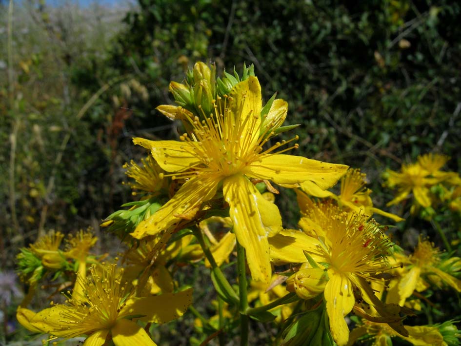 Hypericum perfoliatum e H. perforatum