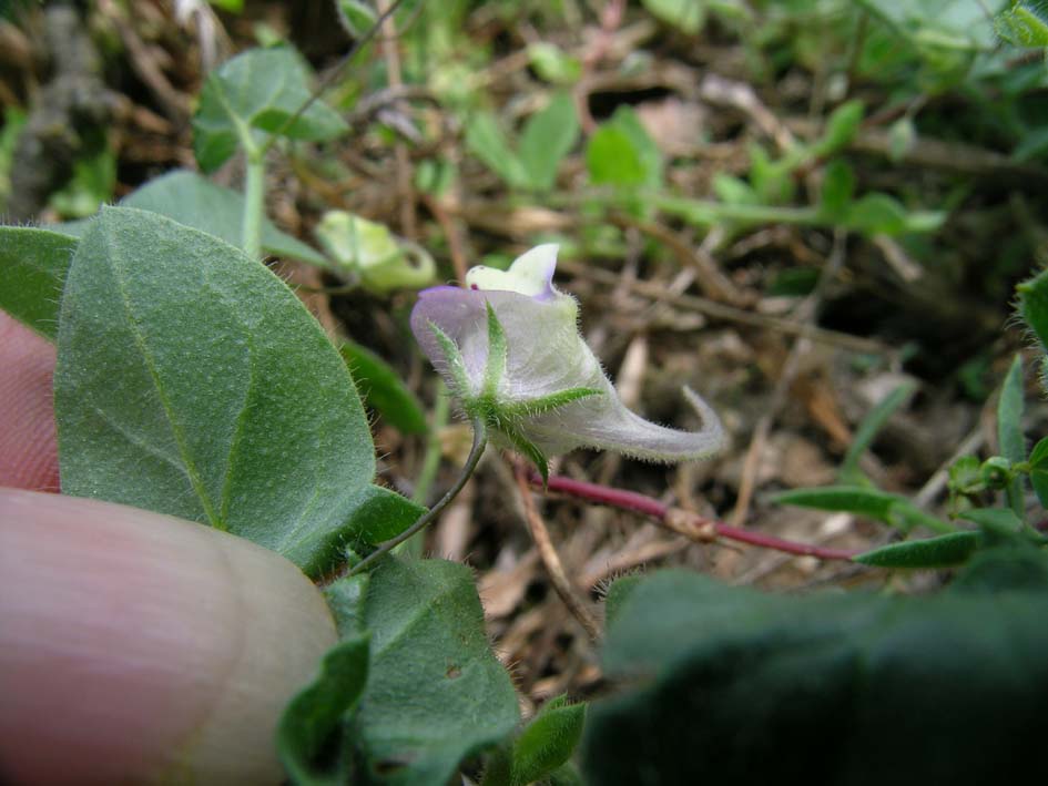 Kickxia commutata / Cencio perennante