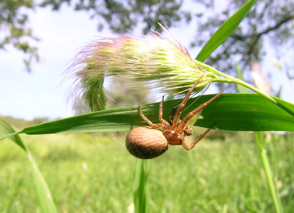 Xysticus sp.