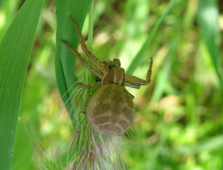 Xysticus sp.