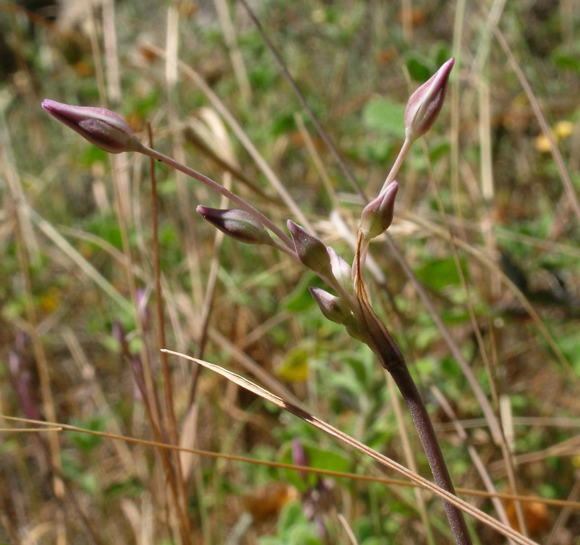 Allium parciflorum