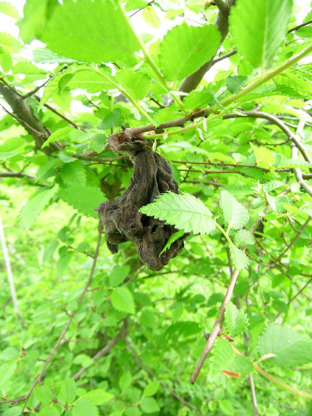 Sardegna - Ulmus minor con galle di Eriosoma lanuginosum