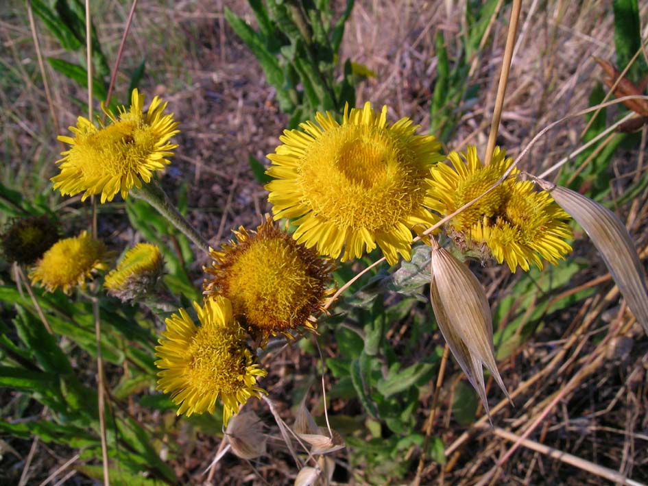 Pulicaria dysenterica