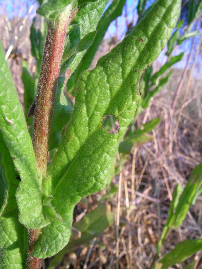 Pulicaria dysenterica