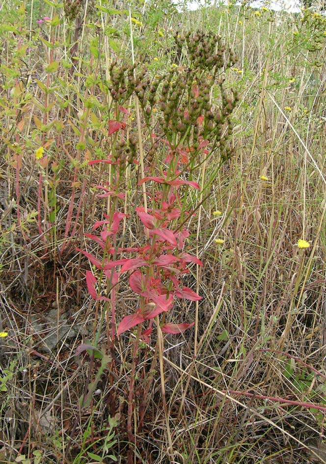 Hypericum perfoliatum e H. perforatum