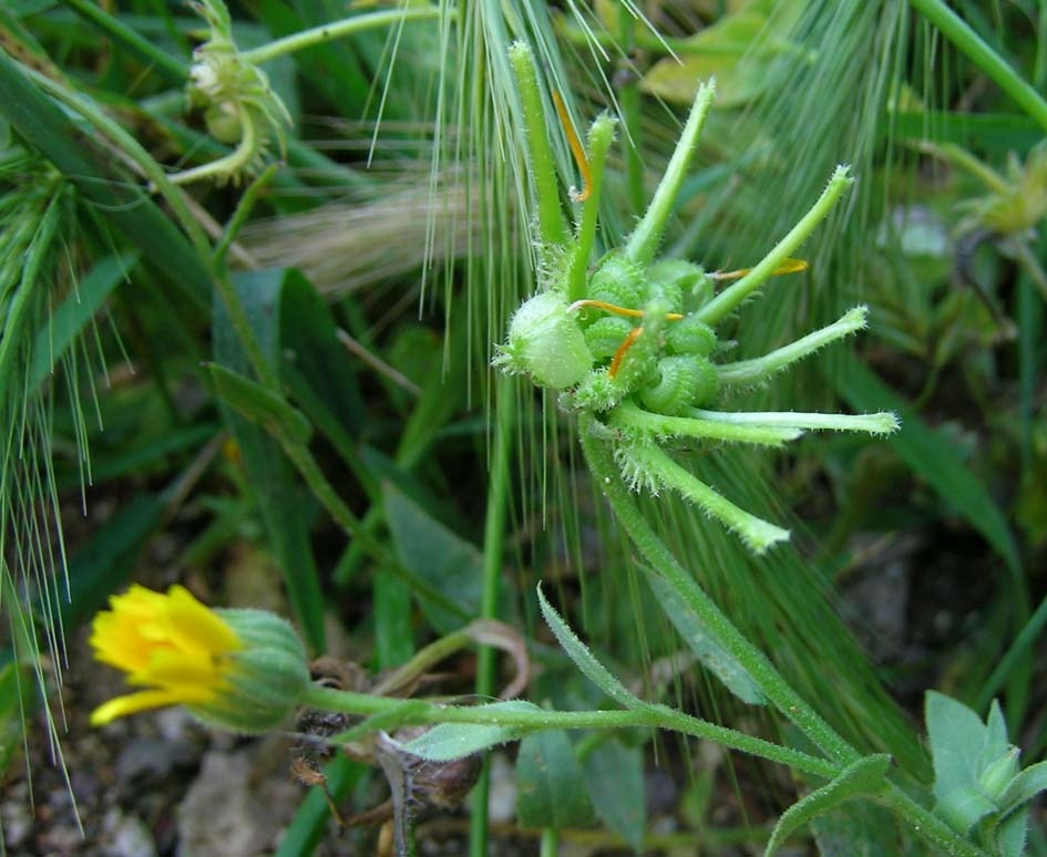Sconosciuta - Calendula arvensis