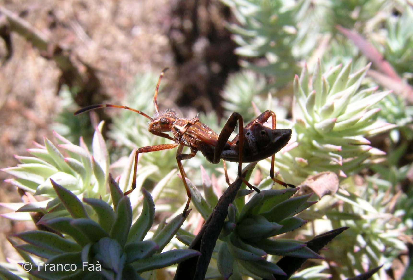 Alydidae: Camptopus lateralis, ninfa di Sardegna