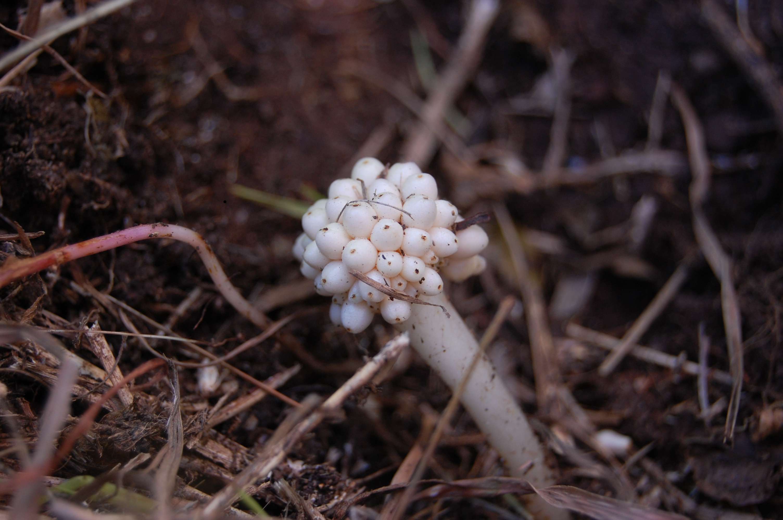 Biarum tenuifolium / Gigaro a foglie sottili
