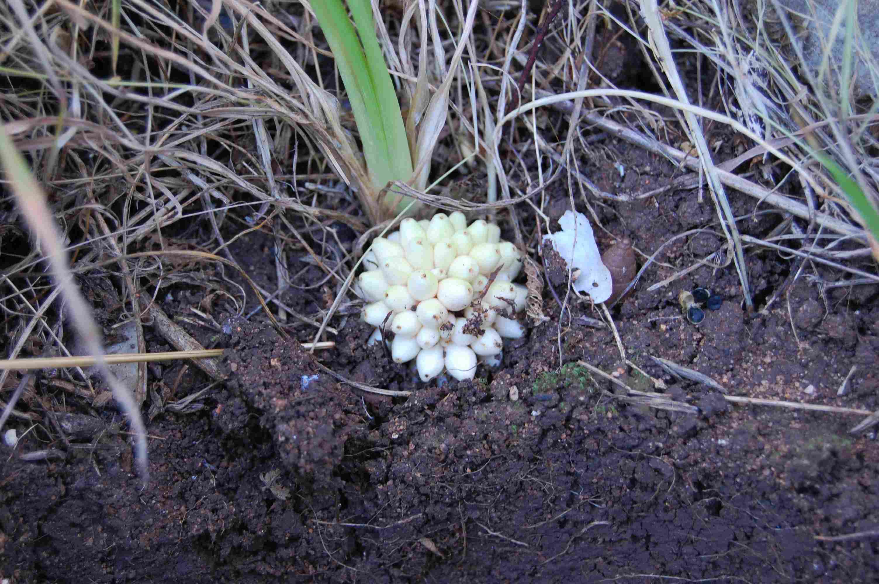 Biarum tenuifolium / Gigaro a foglie sottili
