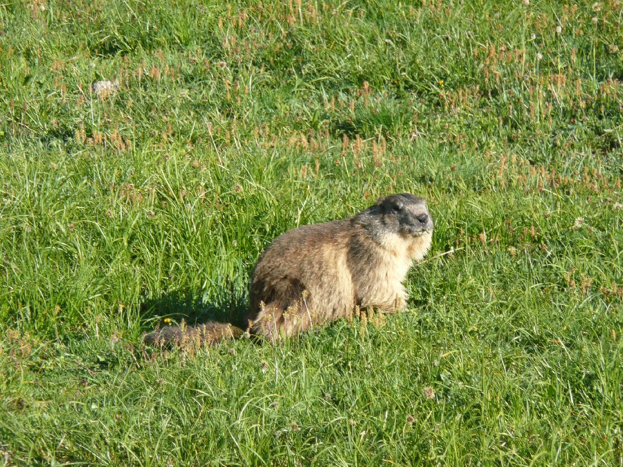 Marmotte, marmotte e ancora marmotte !!!