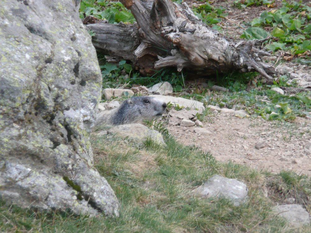 Marmotte, marmotte e ancora marmotte !!!