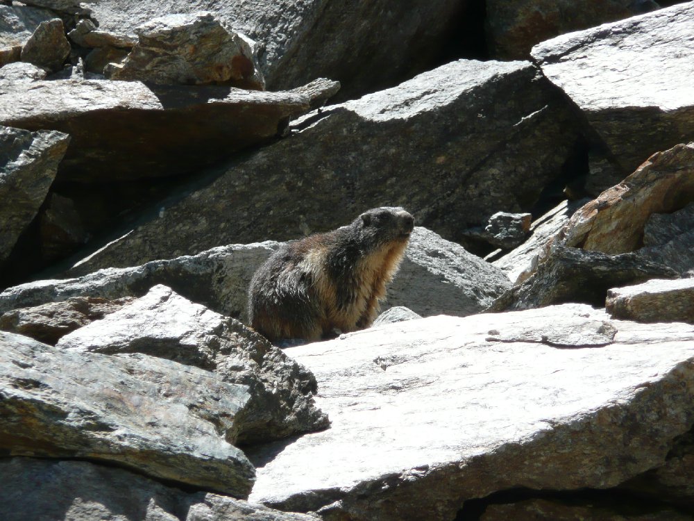 Marmotte, marmotte e ancora marmotte !!!