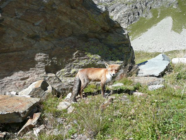 Marmotte, marmotte e ancora marmotte !!!