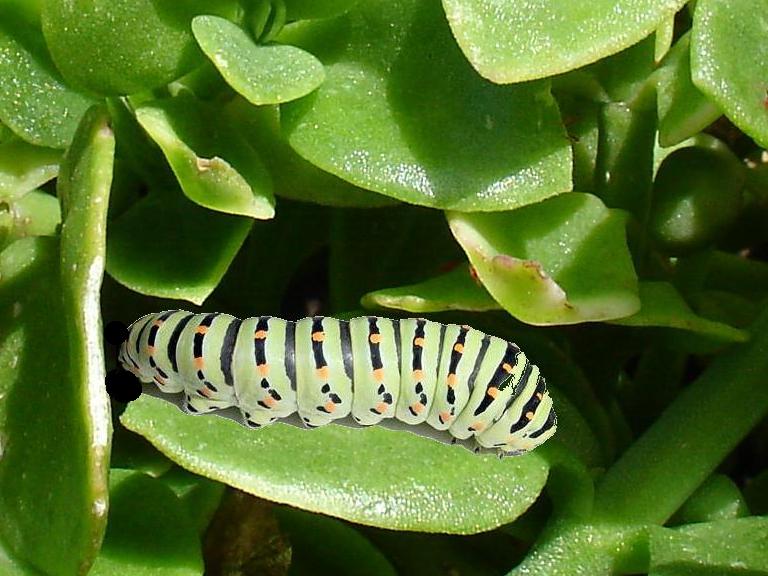 Lombrico? - larva di Papilio machaon