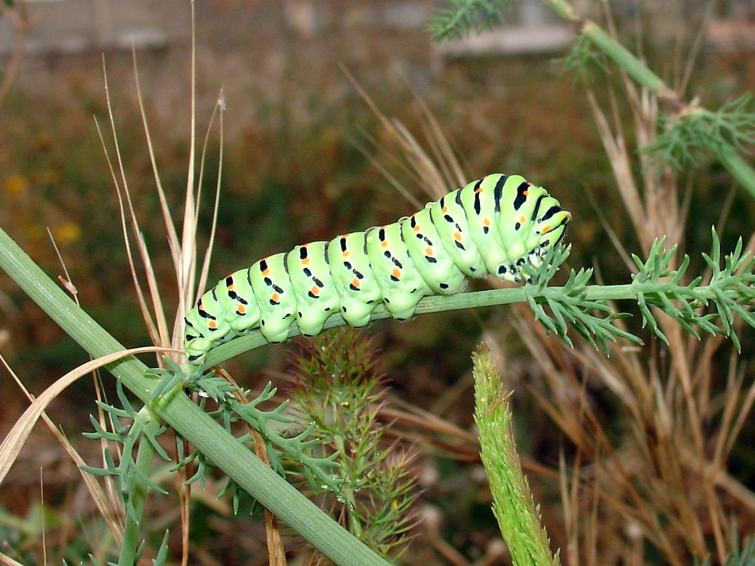 Lombrico? - larva di Papilio machaon