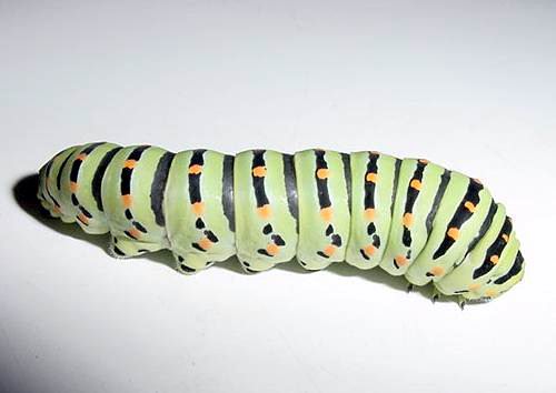 Lombrico? - larva di Papilio machaon