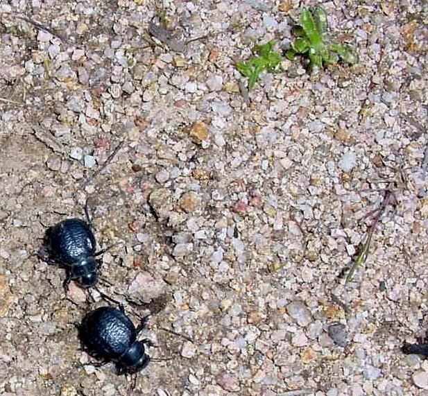 Pimelia goryi goryi?