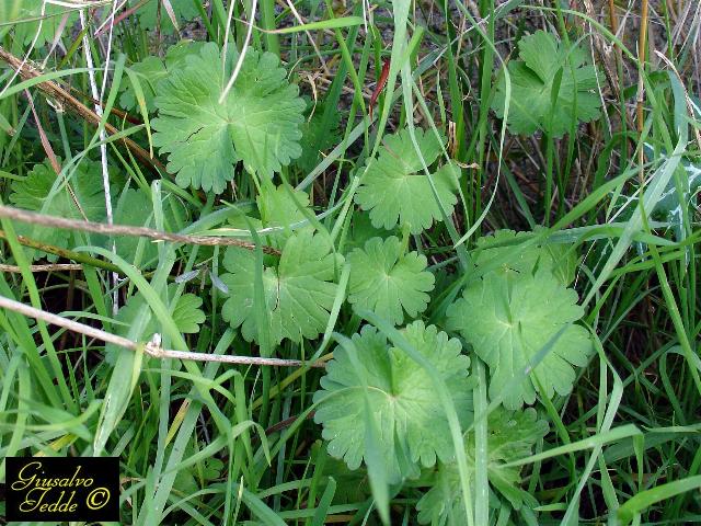 Spontanea 2 - da Soleminis. - Geranium molle