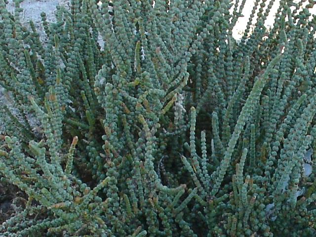 Spontanea da Quartu S.E.- Halocnemum strobiliaceum