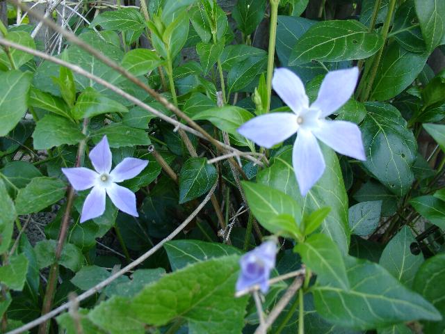 Vinca difformis subsp. difformis