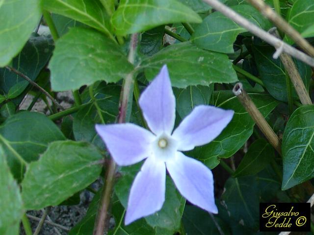 Vinca difformis subsp. difformis