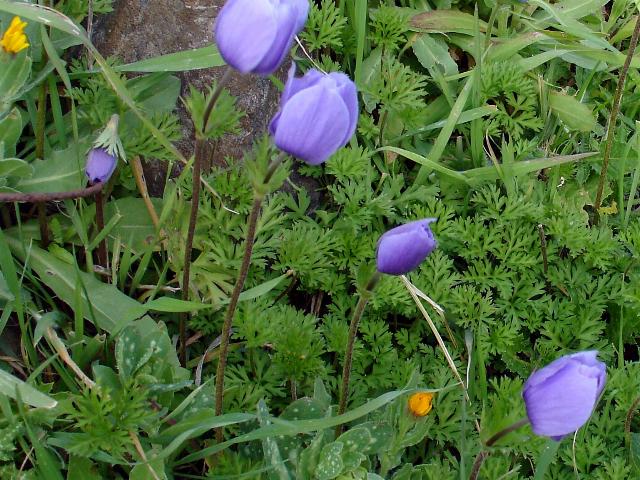 da Selargius - Anemone coronaria