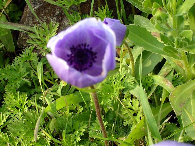 da Selargius - Anemone coronaria