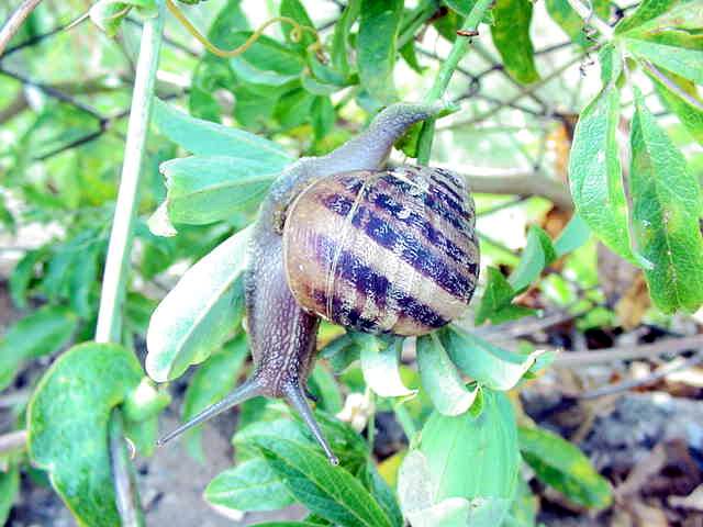 Il cosiddetto 
