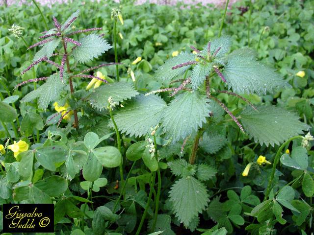Spontanea 5 - da Soleminis (CA).- Urtica membranacea