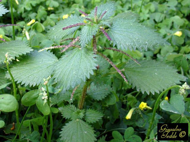 Spontanea 5 - da Soleminis (CA).- Urtica membranacea